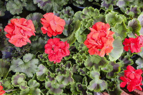 Укол в стебель - и герань выпускает бутон за бутоном: роскошное цветение через 7 дней