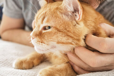 Почему кошка лижет руки хозяину - есть несколько причин: учимся понимать питомца с первого прикосновения