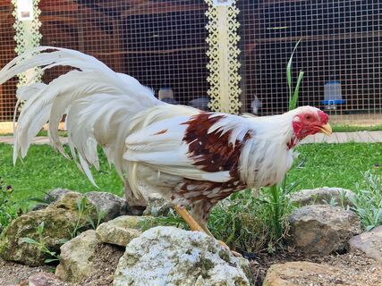 Куры несутся как бешеные: полезные советы от опытного птицевода – вся правда о мешанке