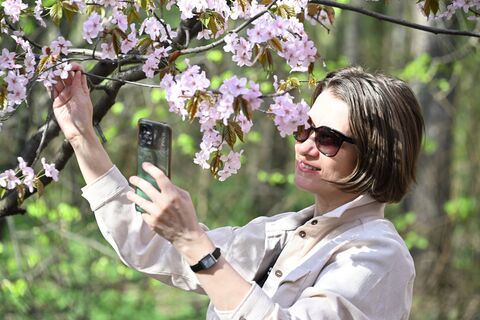 сакура, девушка