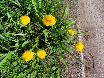 Как избавиться от сорняков на участке: рецепт Менделеева из 4 компонентов – через 3 дня от бурьяна только мокрое место останется