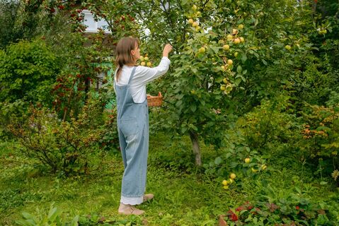Как и чем подкормить садовые деревья в апреле: агроном доступно разложил по полочкам