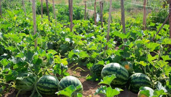 Сажаю каждый год 1 сорт арбуза - урожай вывожу тележками: поспевает даже в Сибири, по 6 кг каждый 