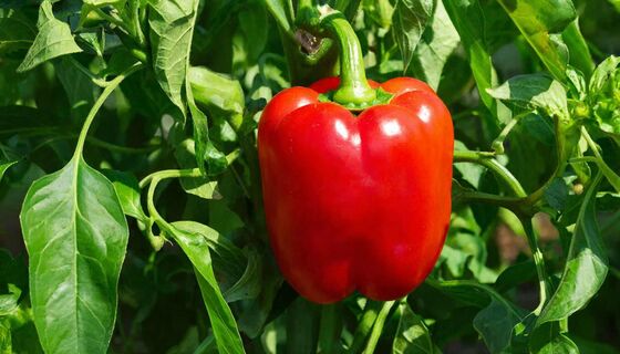 Не перец, а чистое "мясо": самый толстостенный сорт - вяжет плоды без укрытия в любую погоду, с куста собираю по 5 кг 