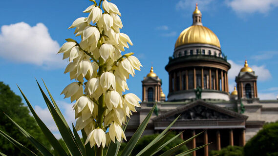 Юкка