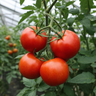 Из 777 сортов в 2026 году выбираю 1 – и соседи кусают локти от зависти: урожай гребу ведрами, плоды мясистые и слаще рахат-лукума