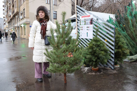 Сосновый переполох: в Северной столице тайно изымали новогодних красавиц с подпольной елочной ярмарки