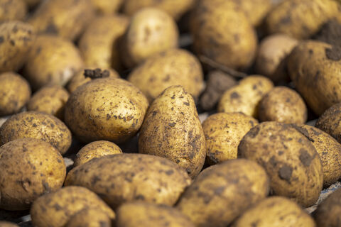 По 25 клубней с куста - не предел: собираю урожай картофеля тоннами - 2 сорта-рекордсмена, дают урожай даже в "бетоне"