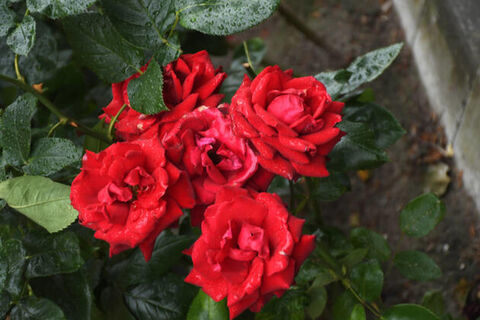 Пару горстей в лунку – и розы зацветут как остервенелые: проверенный рецепт из 3-х ингредиентов