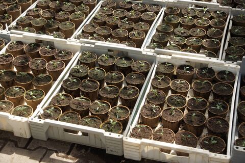 При появлении 2-3 первых листьев баклажанам - обязательно: 1 действие гарантирует мощный урожай