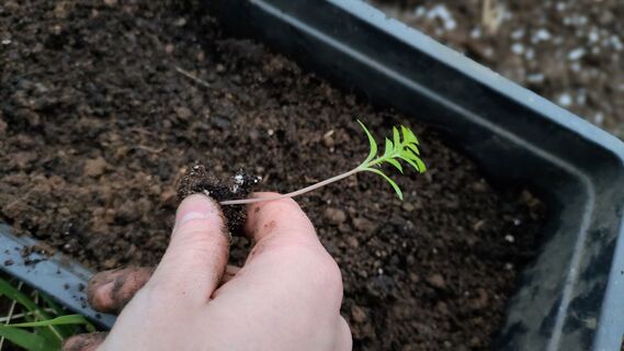 Когда сеять однолетники на рассаду: Лунный календарь на февраль 2026 года - 7 важных дней 