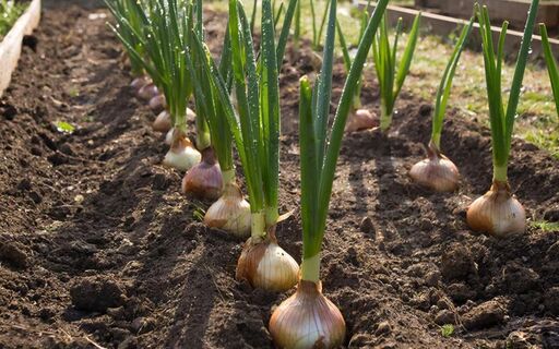 Сделайте так с луком перед посадкой: И он даст горы сочных мясистых плодов в сезон