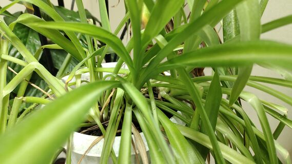 Не цветок, а подарок: почему хлорофитум должен расти в каждом доме - 3 сакральные причины 