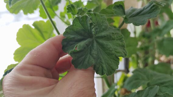 В марте для герани - полезнее всего: 1 ложка под корень - и пеларгония укроется водопадом цветов, бутоны полезут друг за другом 