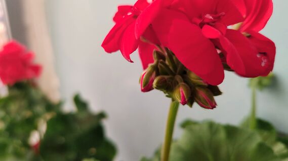 5 капель - и герань краше всех цветов на планете: мощный антистресс и стимулятор роста 