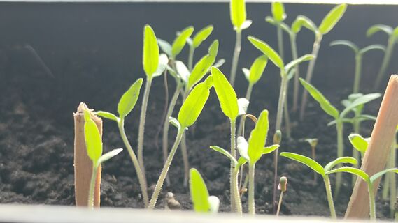 Когда пикировать томаты: признаки готовности рассады, точные сроки, советы агронома - важно не торопиться 