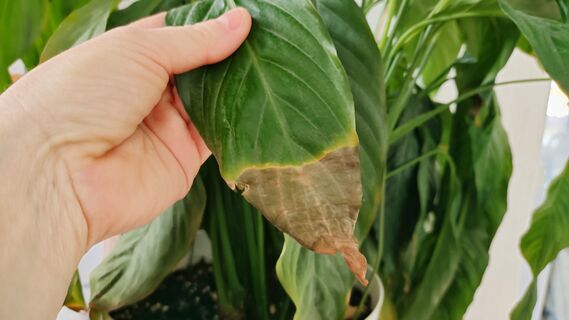 Если у спатифиллума сохнут кончики листьев - сразу же: 1 трюк с горшком остановит процесс навсегда 