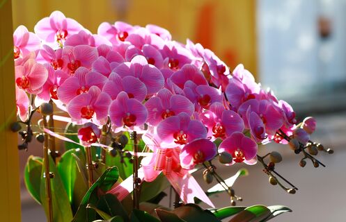 3 шт. в воду – и орхидея возомнит себя шальной императрицей: начнет выдавать бутон за бутоном даже зимой