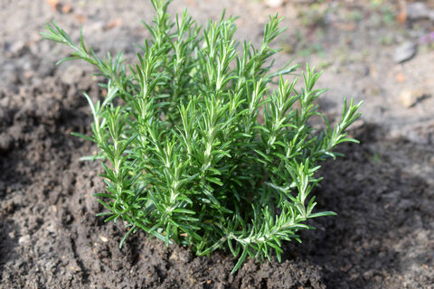 Комары на дух не переносят 1 специю: пара кустов на участке – и кровососы облетают его за километр