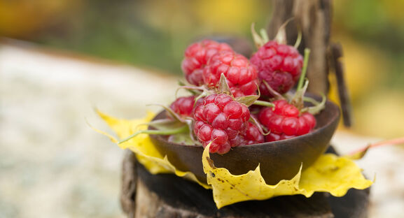 Малине после схода снега - первым делом: Обязательный уход для "бомбового" урожая ягод