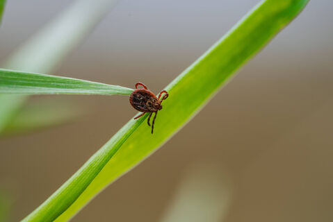 Почему в СССР не было клещей: секретное оружие работало безотказно - теперь страшно выйти на газон