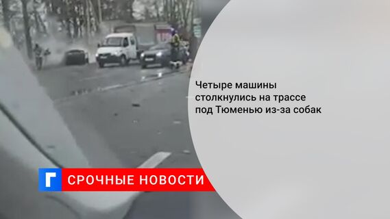 Четыре машины столкнулись на трассе под Тюменью из-за собак 
