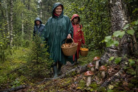 Червей сменили слизни, а лисички — «шоколадки»: что сейчас творится в лесах под Петербургом