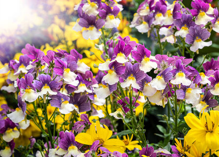 Хоть на клумбу, хоть в кашпо: дивный однолетник всех цветов радуги - цветет ковром с мая по октябрь