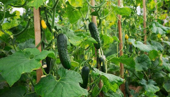 Не гибрид, а рекордсмен среди огурцов: зеленцы вяжет ведрами в любом регионе - и для теплицы, и для открытого грунта 