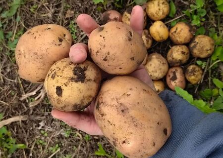 Не ведро картошки с сотки, а 600 кг: эти 3 сорта выдают отменный урожай – крупные и вкусные, ни одной гнилушки