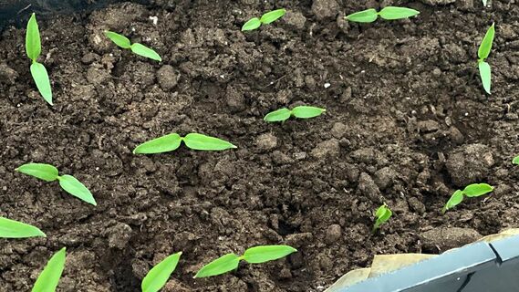 После пикировки перца – обязательно: 3 правила крепкой рассады – никаких хилых доходяг