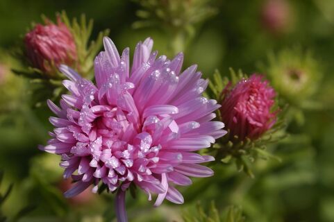 Когда и как сеять астры на рассаду: понятная инструкция и топ-5 роскошных сортов - соседи обзавидуются