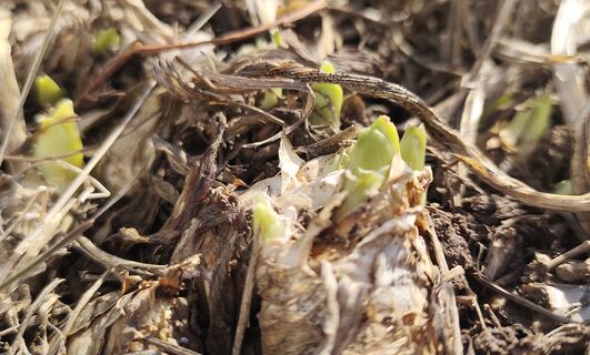 При появлении ростков ирисам – обязательно: 1 горсть в клумбу – и цветение до лета гарантировано, долго не опадают 