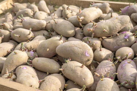 Не картошка, а слезы: 5 сортов, которые фитофтора сожрала целиком - даже на семена не осталось