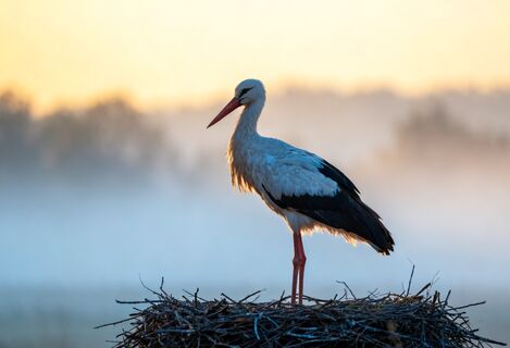 Народные приметы на 5 апреля - Никонов день: что укажет на холодное и дождливое лето в 2026 году