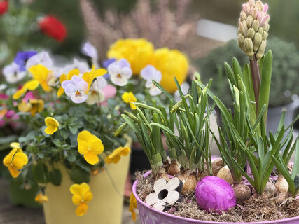 Больше никакой рассады: 5 цветов сею сразу в грунт - и балдею от красоты и аромата