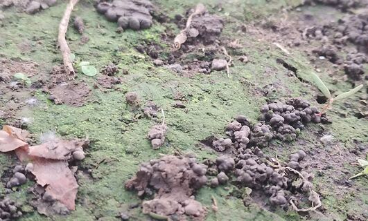 Почему зеленеет почва в теплице: главная опасность, меры борьбы - не пускайте на самотек 