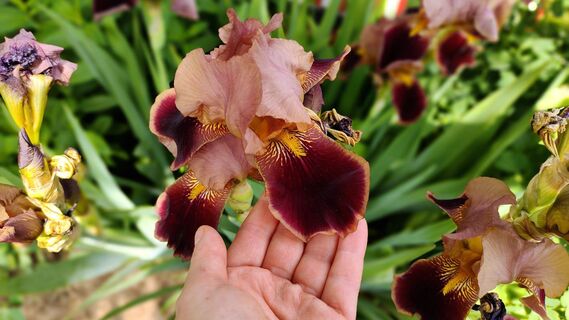 8 многолетников, с которыми я намучилась: зря потратила деньги – привлекают тлю и захватывают огород