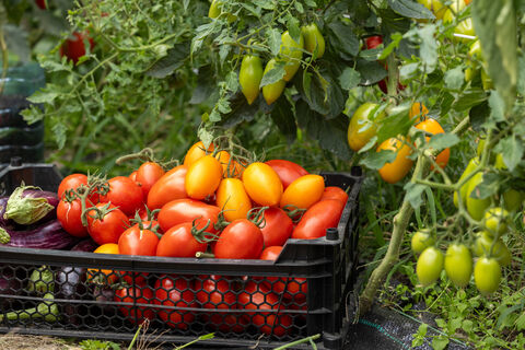 10 капель в воду – и томаты защищены от кладоспориоза: грибок задыхается под "пленкой", а кусты ломятся от плодов
