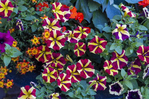 Вместо надоевшей петунии - 4 роскошных цветка, растут пышным ковром и выносливее сорняка