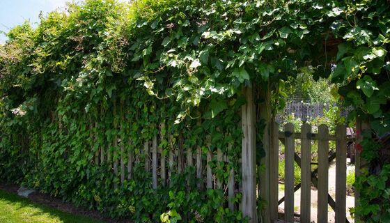 Старый забор засияет как новый: 7 растений, которые превратят его в шедевр