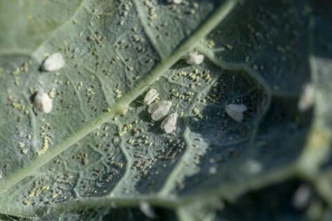 Посадила 1 куст рядом с теплицей - и белокрылка канула в Лету: эффективный метод борьбы с вредителем