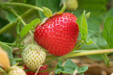 На 10 "девочек" 1 "мальчик": Как отличить мужские кусты клубники от женских