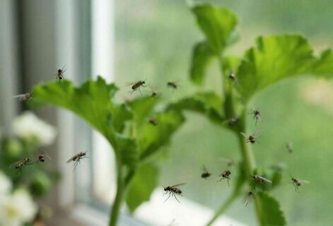 Трипсы сгорят в аду: Устраиваю им душ и совершаю ещё 3 действия