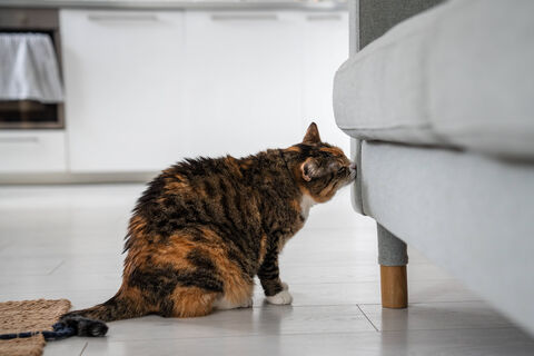 Кот пометил диван: Выбрасывать его не буду - смочу тряпку в "желтой жиже" и проведу чудо-чистку