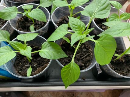 Не слабые тонкие нитки, а рассада-великан: 100 мл на стакан — и стебли как с картинки