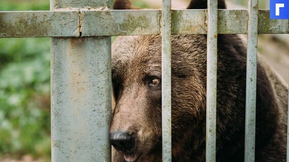 В Нижневартовске поймали гулявшего по улицам медведя