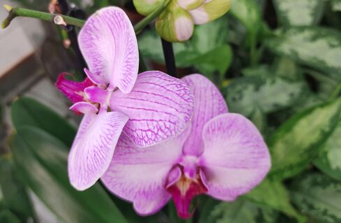 Орхидее в последние дни марта - самое важное: 8 ложек на субстрат - и бутонов как звезд на небе, все крупные и яркие 