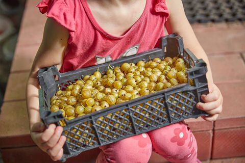 Крыжовник ломится от ягод: 3 ложки под куст – и урожая больше в 3 раза, плоды слаще меда