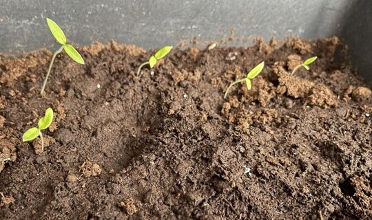 Когда сеять томаты на рассаду в 2026 году: таблица для всех регионов - четкая формула с учетом снежной зимы